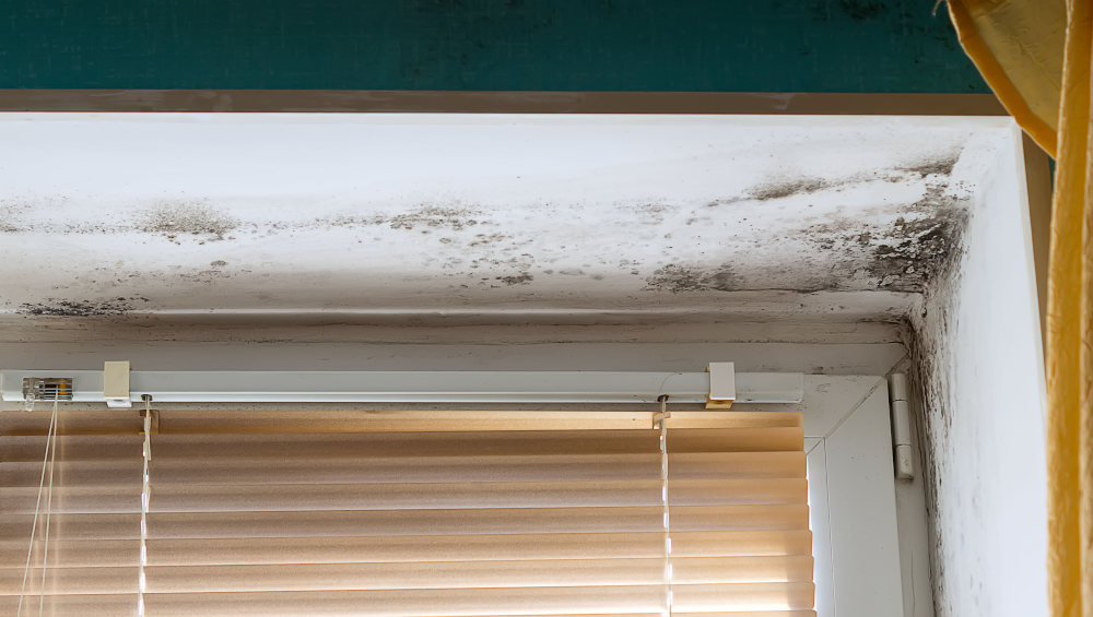 Mold in the corner of the plastic windows in the house. Spores of black mold and fungus on the wall near the window. 
