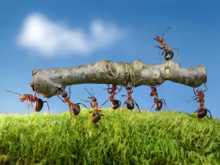 Ant-Colony-Efficient Installation